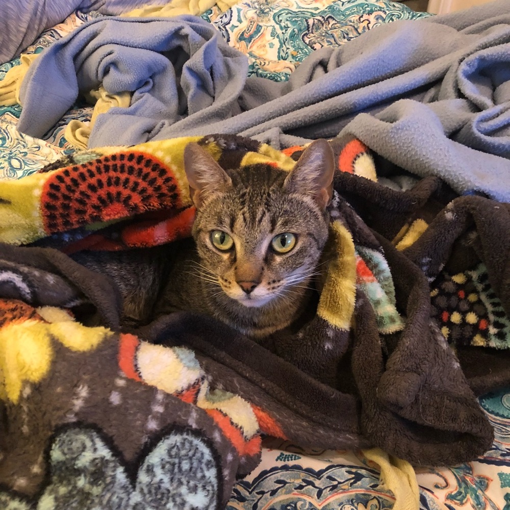 Meet your Posher, Lana